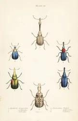 ゾウムシ：Attelabus longicollis 1、Attelabus gemmatus 2、Attelabus ruficollis 3、Byctiscus populi 4、Rhycnhites pubescens 5、Rhynchites collaris 6
