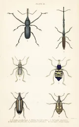 ゾウムシ：Brentus ancharago 1、Rhina barbirostris 2、Curculio cuviera 3、Eupholus geoffroyi 4、Larinus ursus 5、Curculio sphacelatus 6