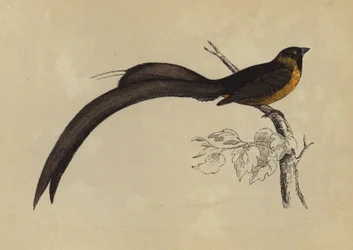 ウィダー・フィンチ（カラーリトグラフ）