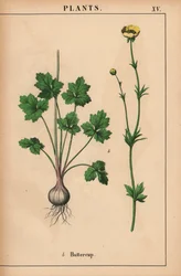 キンポウゲ  、「教育的な絵本、または野菜の世界からの教訓」[シャーロット・メアリー・ヤング]、エジンバラより