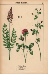 イエロー クローバー、レッド クローバーと saintfoin または sainfoin  、「教育的な絵本、または野菜の世界からの教訓」[シャーロット・メアリー・ヤング]、エジンバラより