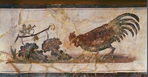 コックとブドウ、ヘルクラネウム、イタリア（フレスコ画）