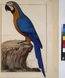 全ページ：動物の習作 1650-75年頃（羊皮紙にテンペラ）
