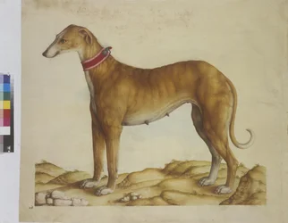 全ページ：細密画：犬 1562-1580年頃 （紙に水彩画）