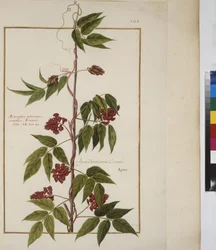 全ページ：植物の研究、1650-75年頃