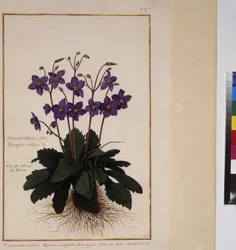 全ページ：植物の研究、1650-75年頃