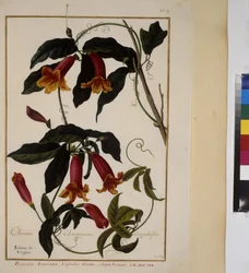 全ページ：植物の研究、1650-75年頃