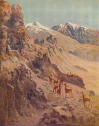 グアナコ、1916