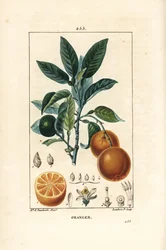 ビガラディエ、オレンジ、Citrus aurantium、枝、葉、花、熟した果実と未熟な果実、そして果実の断面図。Chaumeton、Poiret、Chamberetの""からErnestine Panckouckeが描いたものをLambert Juniorが手彩色のスティプル銅版画にしたもの。