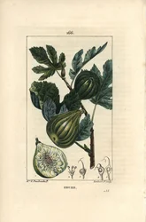 ボタニカルボード：イチジクの木の枝とイチジク - イチジクの木（Ficus carica）の熟した果実と葉をつけた枝と果実の断面図。ショーメトンのマダムE.パンクックが描いた絵をもとに、ランバート・ジュニアが手彩色のスティプル銅版画を描いたもの。