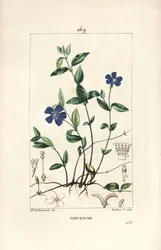 小ツルニチニチソウ - 花、葉、茎、根、種を持つ小ツルニチニチソウ（Vinca minor）。Chaumeton, Poiret and Chamberetの "La Flore Medicale, P "からErnestine Panckouckeが描いたものをLambert Juniorが手彩色のスティプル銅版画にしたもの。