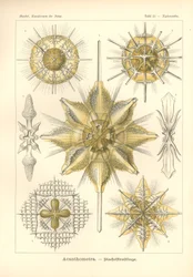 Acanthometra - Stachelstrahlinge、「Kunstformen der Natur」からの Pl.21、Adolf Giltsch によって彫刻され、1904 年に発行されました (カラー リソ)