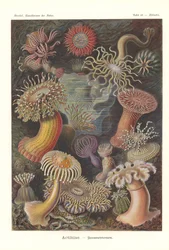 Actiniae - イソギンチャク、Pl.49、「The Art of Nature」から、Adolf Giltsch によって彫刻され、1904 年に発行されました (カラー リソ)