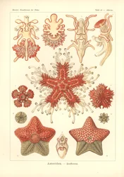 Asteridea - 海の星、Pl.40。 1904年に出版されたアドルフ・ギルチによって彫刻された「Kunstformen der Natur」から（カラーリソ）