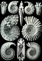 「Art Forms of Nature」1904年のアンモニティダのイラスト（リソ）