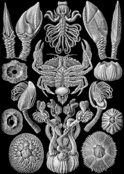 「Art Forms of Nature」からの Cirripedia のイラスト 1904 (litho)