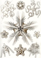 「自然の芸術形態」