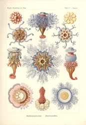 Siphonophorae - 「Kunstformen der Natur」のジェリーフィッシュ、Adolf Giltsch によって彫刻され、1904 年に公開されました (カラーリソ)