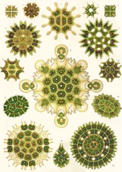 「Art Forms of Nature」のPediastrumの品種