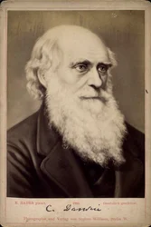 チャールズダーウィン、イギリスの博物学者、c1860s-c1870s