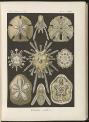 Echinidea：ウニとシードル