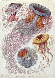 クラゲ、「Art Forms of Nature」より