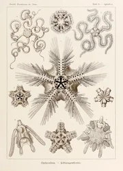 プレート 10 エルンスト・ヘッケル (1834-1919) が描いた「Kunstformen der Natur」 (Art Forms in Nature) の Ophiothrix Ophiodea