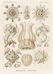 プレート 16 Ernst Haeckel (1834-1919) が描いた「Kunstformen der Natur」 (Art Forms in Nature) の Pegantha Narcomedusae