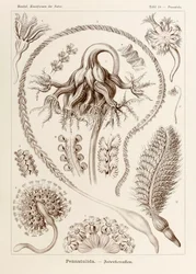 プレート 19 Ernst Haeckel (1834-1919) が描いた「Kunstformen der Natur」 (Art Forms in Nature) の Pennatula Pennatulida