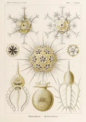プレート 1 Ernst Haeckel (1834-1919) が描いた「Kunstformen der Natur」 (Art Forms in Nature) の Circogonia Phaeodaria