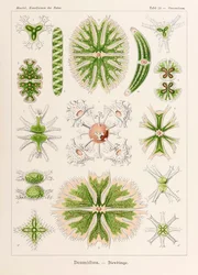 プレート 24 Ernst Haeckel (1834-1919) が描いた「Kunstformen der Natur」 (Art Forms in Nature) の Staurastrum Desmidiea
