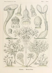 プレート 3 Ernst Haeckel (1834-1919) が描いた「Kunstformen der Natur」 (Art Forms in Nature) の Stentor Ciliata