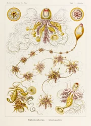 プレート 7 Ernst Haeckel (1834-1919) が描いた「Kunstformen der Natur」 (Art Forms in Nature) の Epibulia Siphonophorae