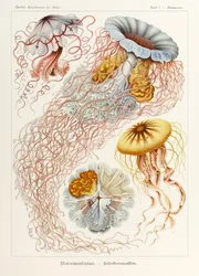 プレート 8 Ernst Haeckel (1834-1919) が描いた「Kunstformen der Natur」 (Art Forms in Nature) の Desmonema Discomedusae