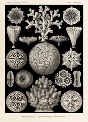 プレート 9 Ernst Haeckel (1834-1919) が描いた「Kunstformen der Natur」 (Art Forms in Nature) の Maeandrina Hexacoralla