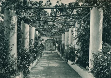 ぶどう畑のパーゴラ、カプリ島、イタリア、1927