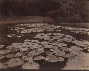 ニンフィア（バガテル）、1925年（写真）