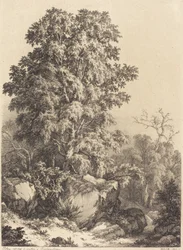 ブナの木立、1840 年。