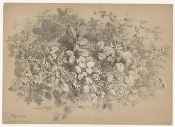Bramen en andere planten イバラと様々な植物（オブジェクトのタイトル） Planten en bloemen (シリーズタイトル) Bléry が自然から描き、リトグラフした産業ガイド (シリーズ タイトル)