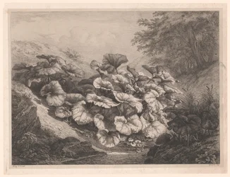 グルート・ホーフブラッド グレートコルツフット Vier Grote plant soorten（連載タイトル） 四大植物（連載タイトル）