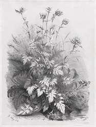 自然の後に描かれたさまざまな植物のグループ：No. 7、1848。