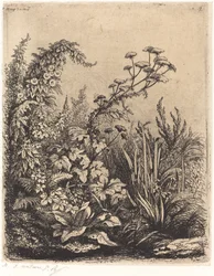 La petite berle aux liserons Small Water-parsnip with Bindweed、1849 年発行。