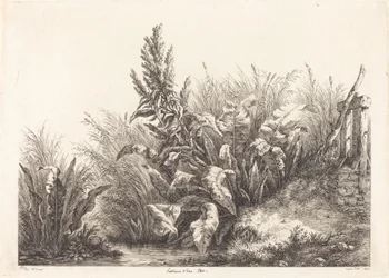 Water Patience, Study (Study of a Patience-Dock)