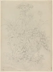 植物研究、1857。