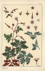 ゼラニウムの花、花びら、葉のボタニカルイラスト