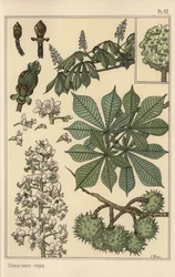 栗の木の植物学的研究