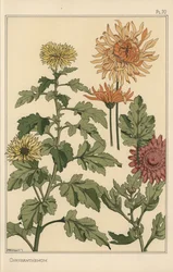 菊の植物学的研究