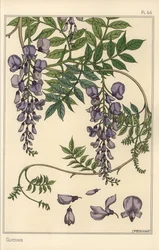 グリシンの植物学的研究