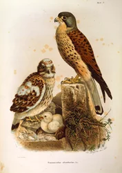 オスカー・ドレスラーが描いたケストレルFalco tinnunculus科を表すEugenio Bettoniの "Natural History of Birds that Nest in Lombardy "の挿絵。