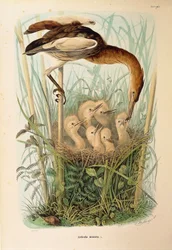 オスカー・ドレスラーによるリトル・ビターンIxobrychus minutusを描いたエウジェニオ・ベットーニの「ロンバルディアに営巣する鳥類の自然史」の挿絵。